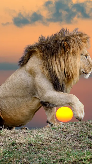 Wildlife Africa Wallpapers سکرین شاٹس