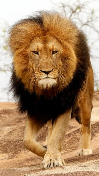 Wildlife Africa Wallpapers سکرین شاٹس