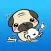 Pug is So Cute Puppy