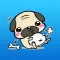 Pug is So Cute Puppy