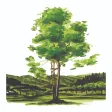 Plant Trees: JNF - USA
