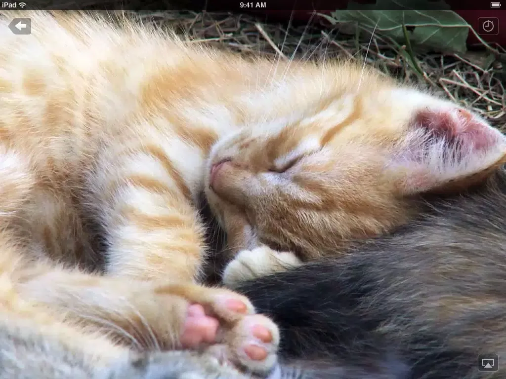 تصاویر Serenity ~ the relaxation app for iPad iPad 