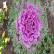 Benefits Of Cabbage Soup Benefits Of Cabbage Soup
