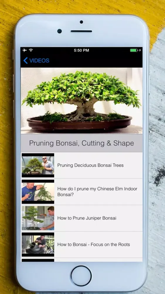 Easy Bonsai Tree For beginners - Best How To Grow Bonzai Plants Tips & Care Instruction UCC Videos, Start Today! Screenshots
