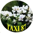 Taxi 87