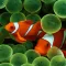 Aquarium Wallpapers-Fish Walls