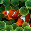 Aquarium Wallpapers-Fish Walls Aquarium Wallpapers-Fish Walls