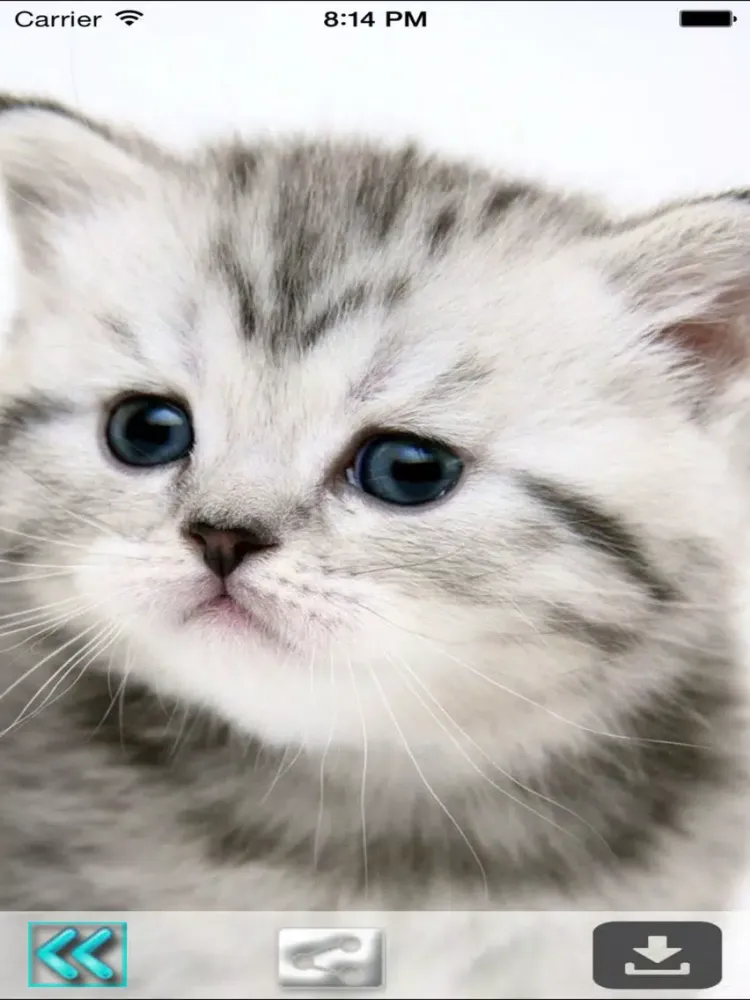 Screenshot di Cute Cats Wallpapers (HD) - Best Kitty Backgrounds iPad 
