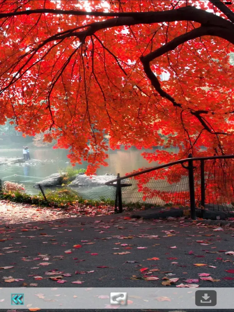 First Day Fall - Autumn HD Wallpapers iPad  سکرین شاٹس