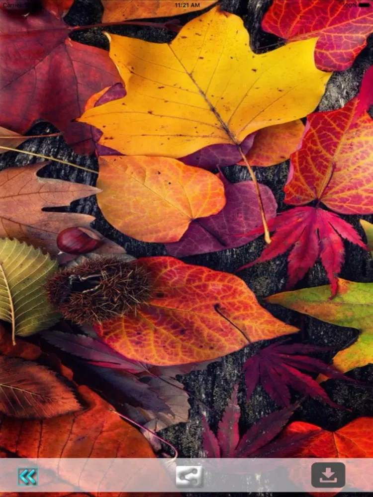 First Day Fall - Autumn HD Wallpapers iPad  سکرین شاٹس