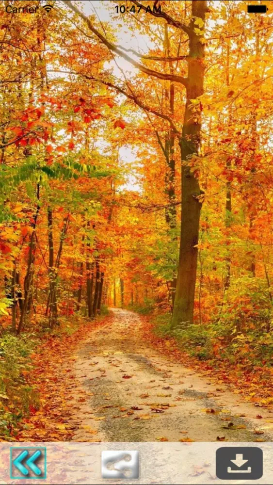 First Day Fall - Autumn HD Wallpapers سکرین شاٹس
