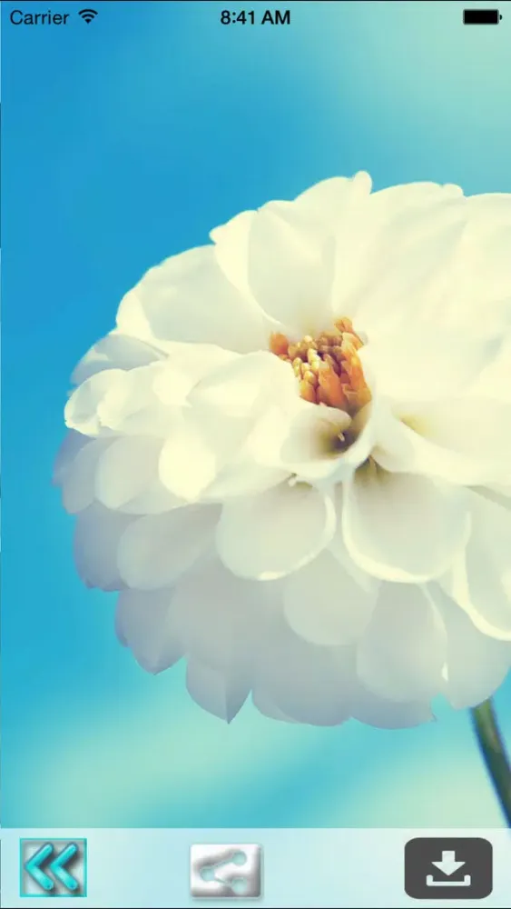 Nature Wallpaper HD-Best Backgrounds & Photography Screenshots