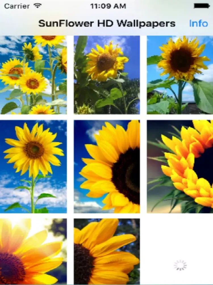 Captures d'écran de Sunflower Wallpapers iPad 