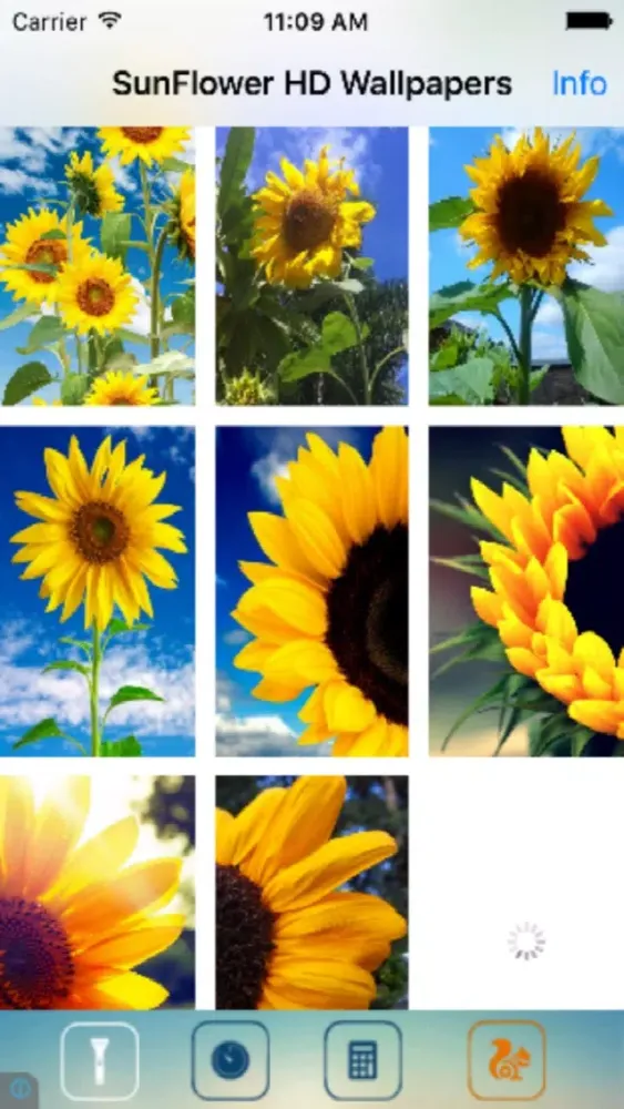 Captures d'écran de Sunflower Wallpapers