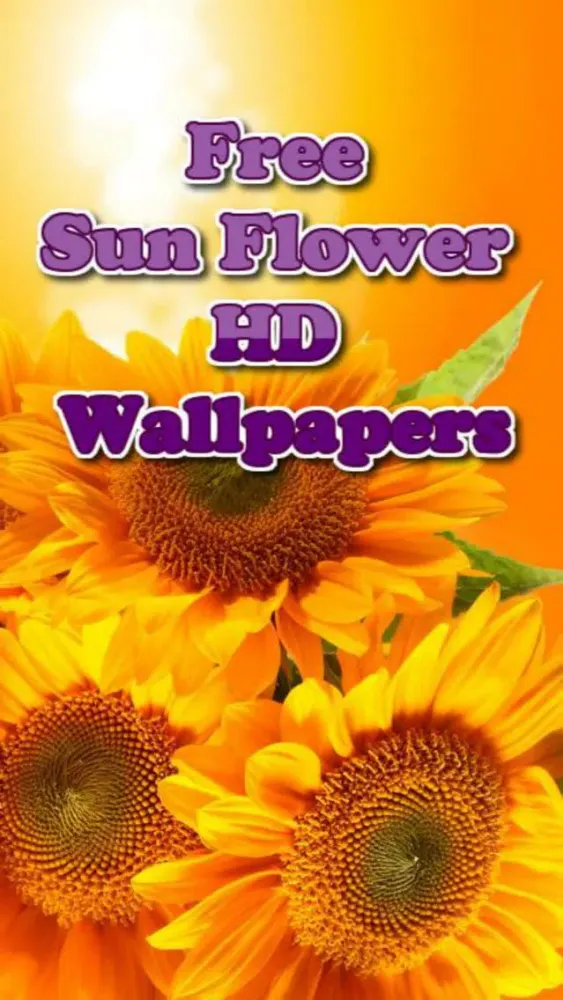 Captures d'écran de Sunflower Wallpapers