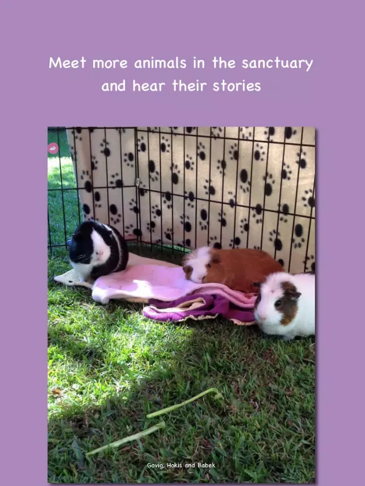Tangkapan layar Kimberley's Animal Sanctuary - A happy place for animals iPad 