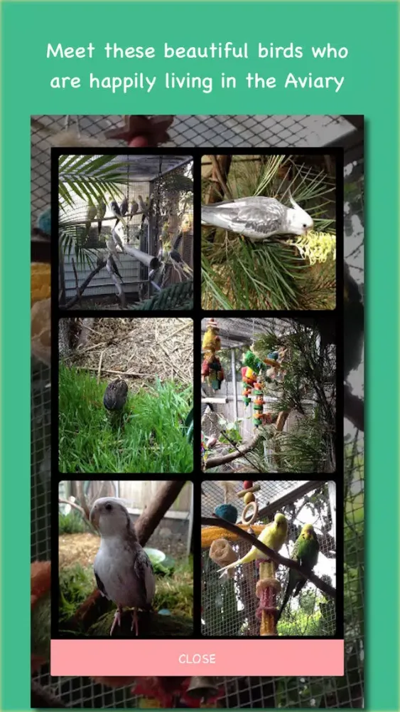 Tangkapan layar Kimberley's Animal Sanctuary - A happy place for animals