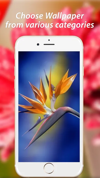 صور Amazing Flower Wallpapers HD