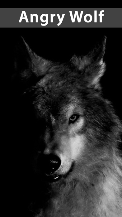 Amazing Wolf Wallpapers應用截圖
