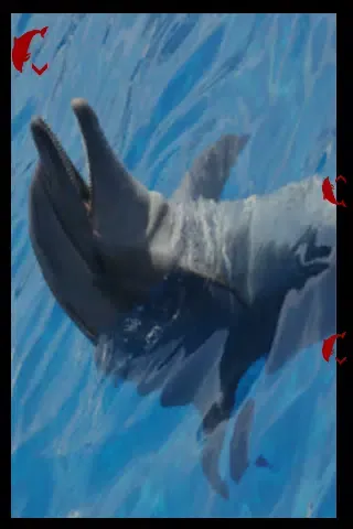 Tangkapan layar Dolphin wonderful