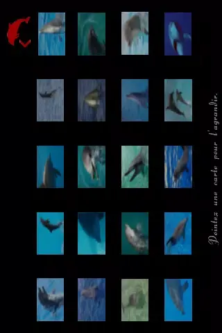 Tangkapan layar Dolphin wonderful
