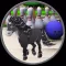 ponies and bowling for children - free game