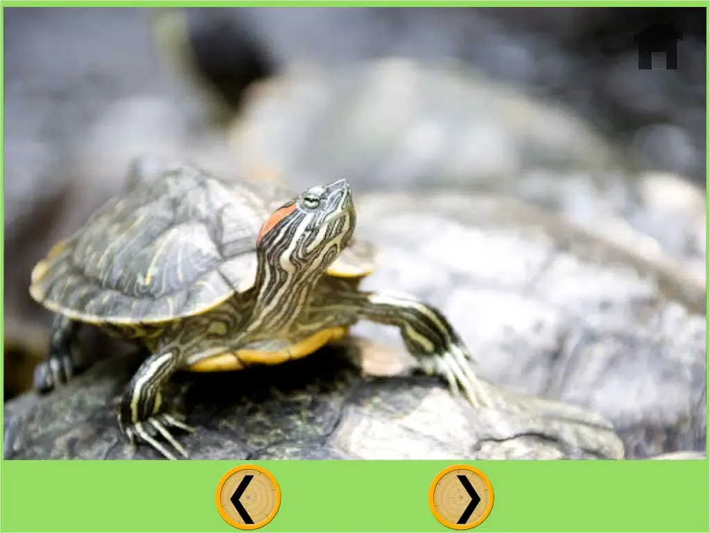 ภาพหน้าจอของ turtles bowling for kids - free game iPad 