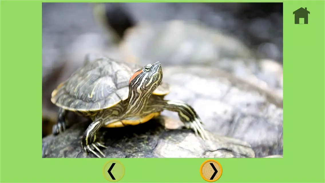 ภาพหน้าจอของ turtles bowling for kids - free game