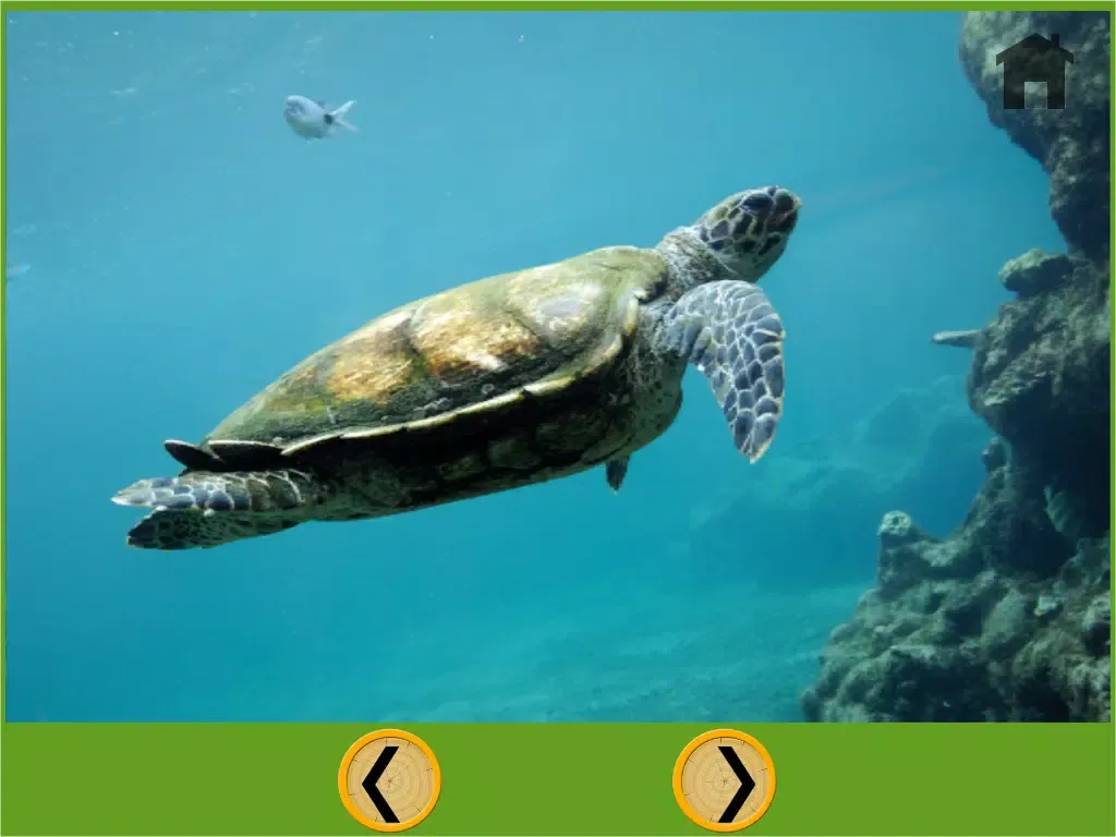 صور turtles and darts for kids - free game iPad 