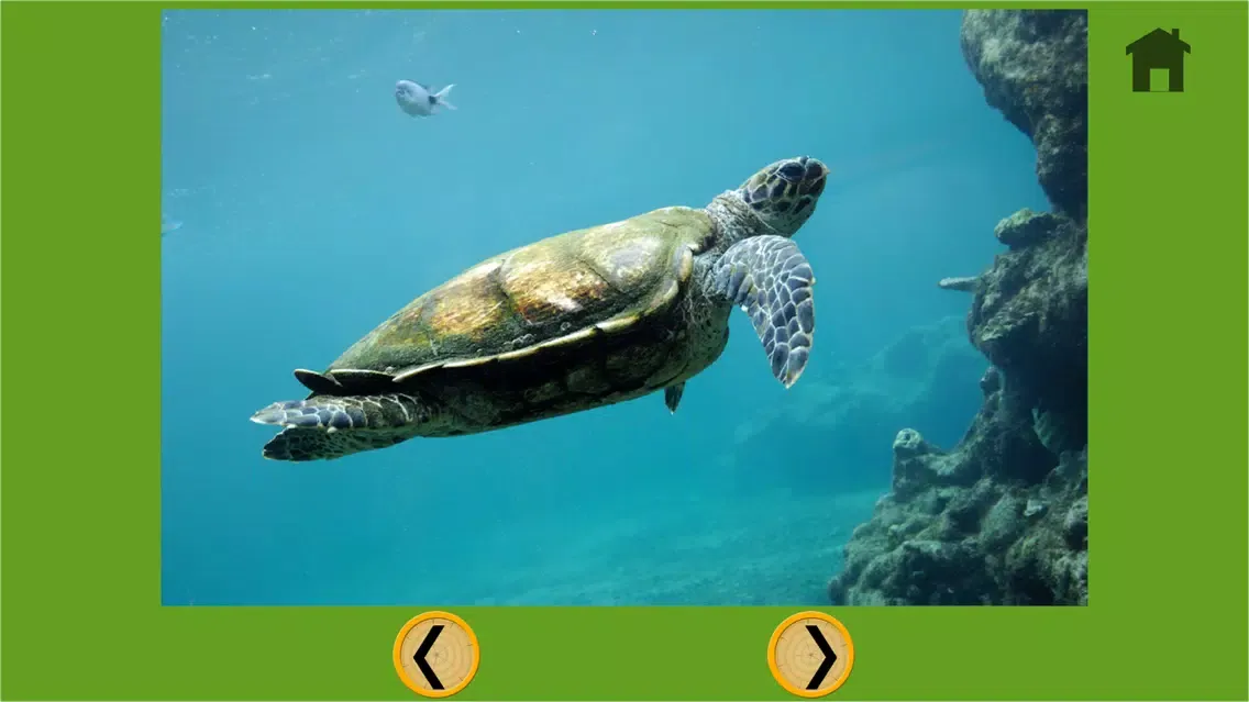 صور turtles and darts for kids - free game