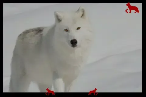 Capturas de pantalla de wolf wonderful