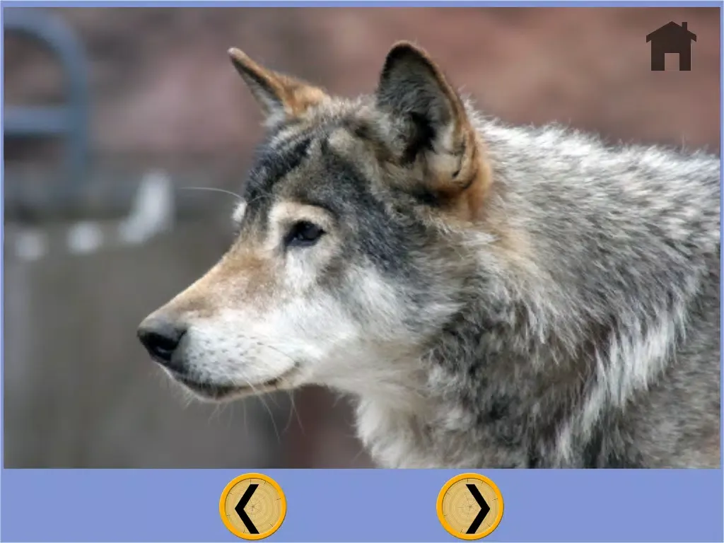 wolves and bowling for children - free game iPad  Screenshots