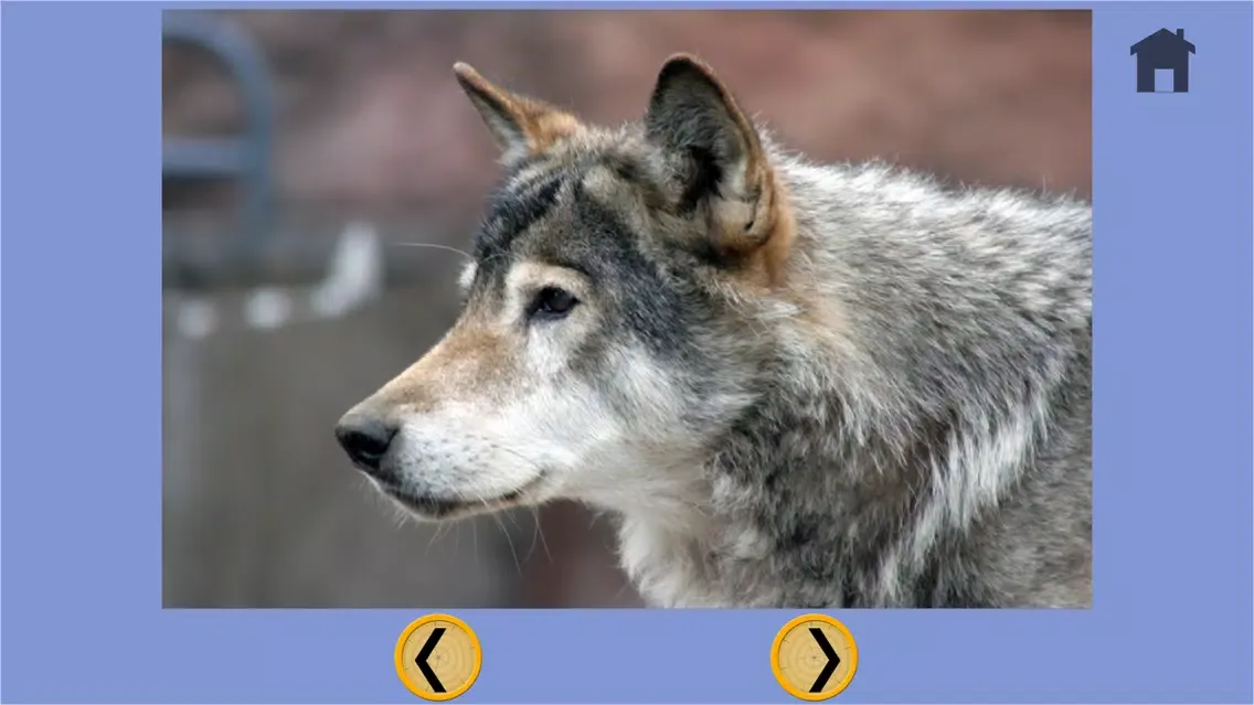 wolves and bowling for children - free game Screenshots