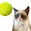 Cat Tennis: Battle Meme