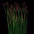Grass Flower Weed: Bluestem