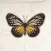 Bugs, Insects & Sea Creatures