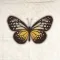 Bugs, Insects & Sea Creatures