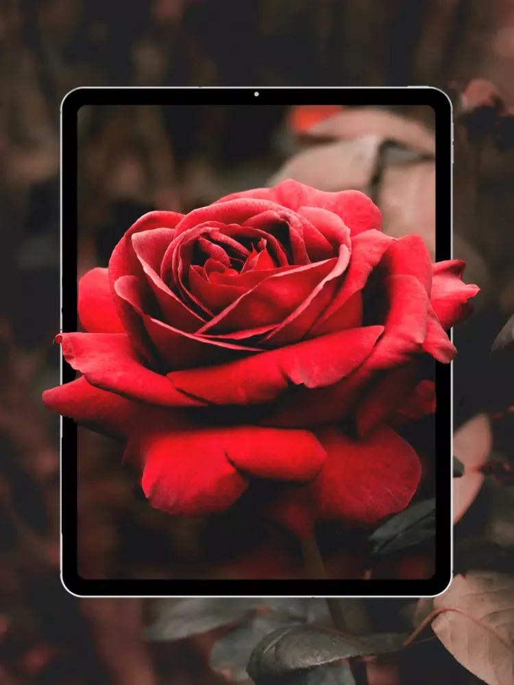 ภาพหน้าจอของ LV - 4K Live Wallpaper & Maker iPad 