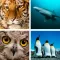 Animal Quiz Close Up : Guess the Word Trivia Games