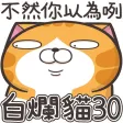 白爛貓30 超愛演