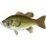 Fish Stickers