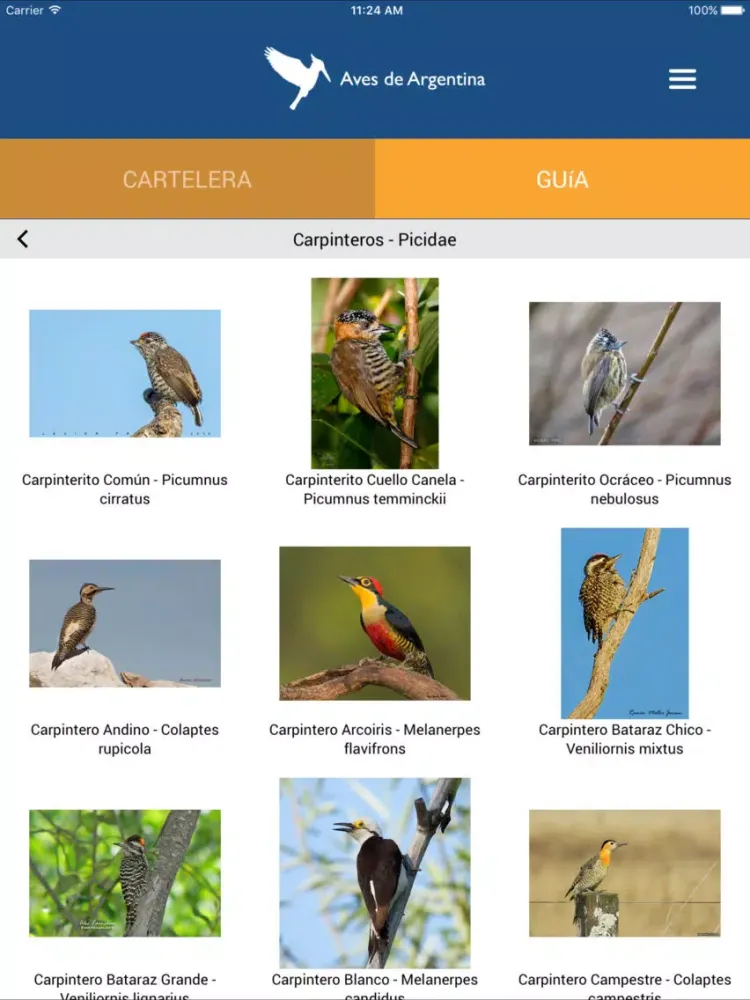 Aves de Argentina iPad 應用截圖