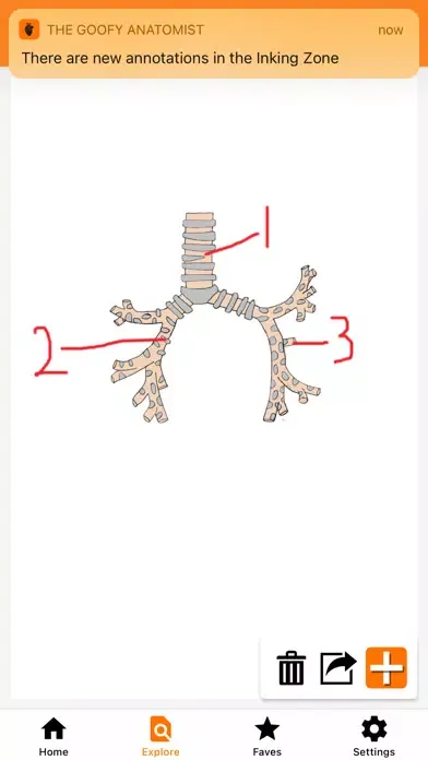 صور The Goofy Anatomist