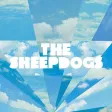 The Sheepdogs