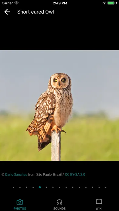 GoBird - Guide to Nearby Birds 스크린샷