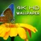 HD Wallpapers - 4K UltraHD