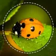 Insect identifier by photo