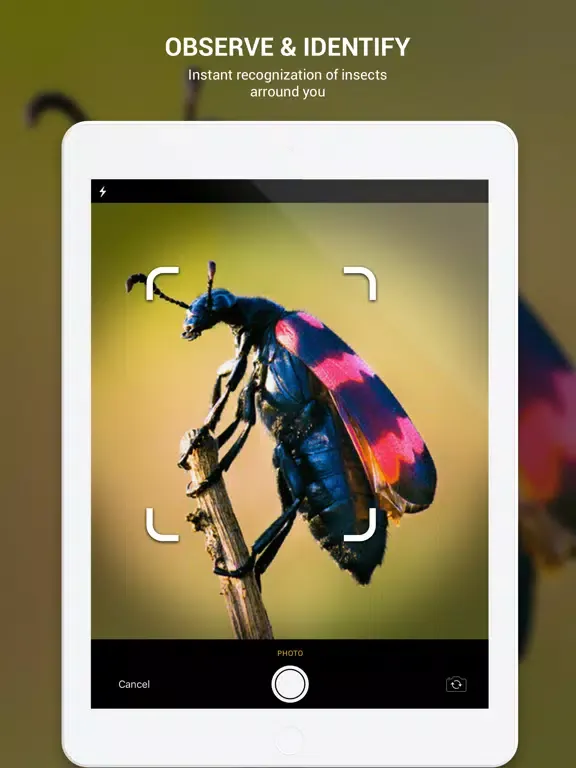 Capturas de tela do Insect identifier by photo iPad 
