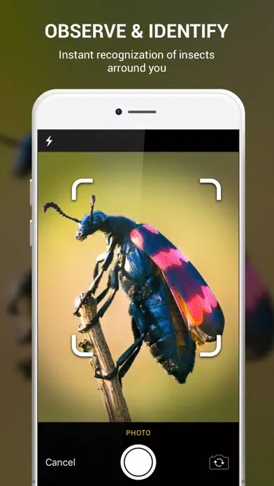 Capturas de tela do Insect identifier by photo