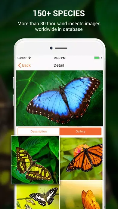 Capturas de tela do Insect identifier by photo